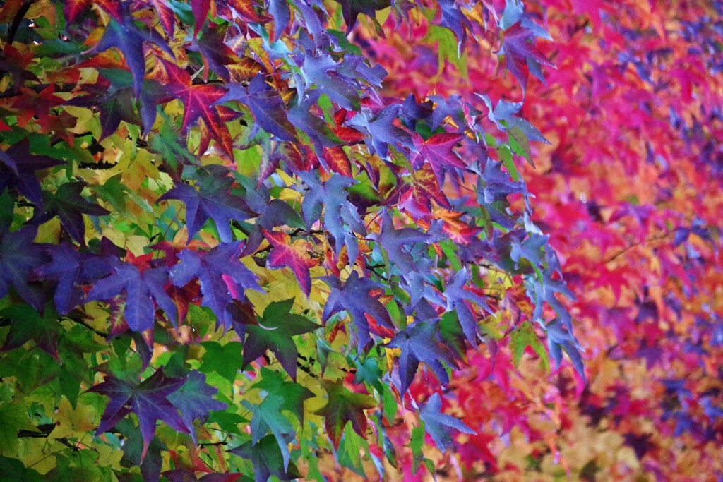 里山の紅葉-2