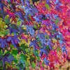 里山の紅葉-2