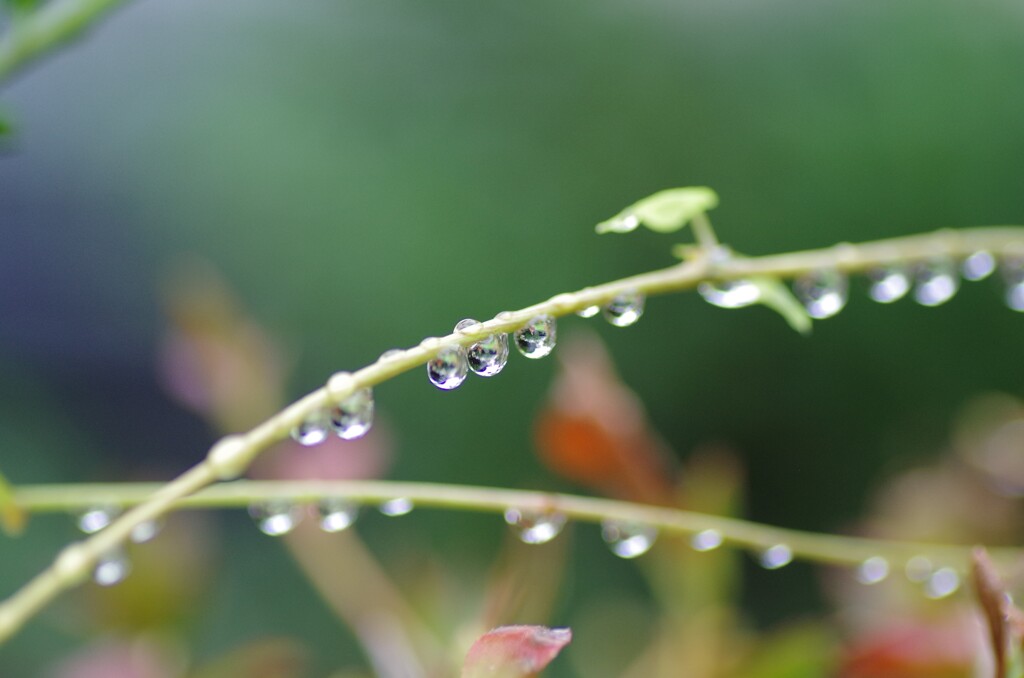 雨上がりのすいてき-3