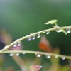雨上がりのすいてき-3