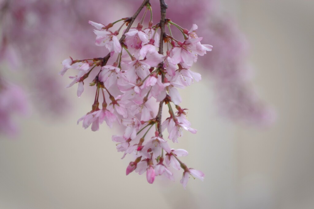 雨上がりの桜-1