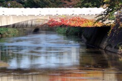 Reflection-490