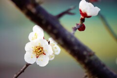 里山の白梅