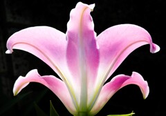 華
