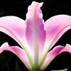 華