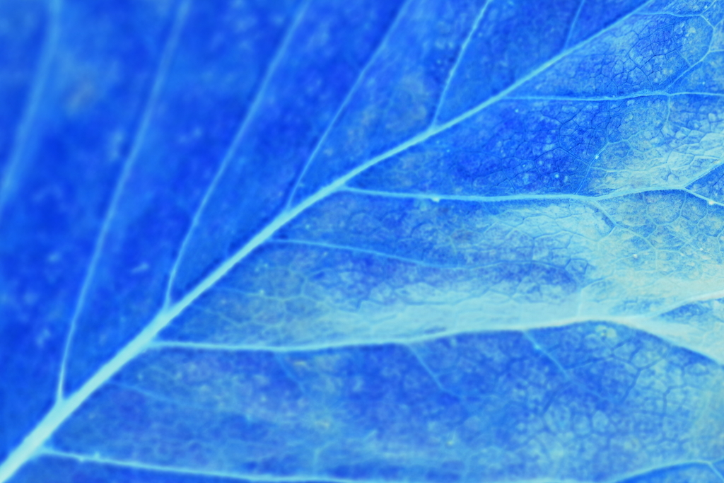 枯れても...美しい-1 rverse