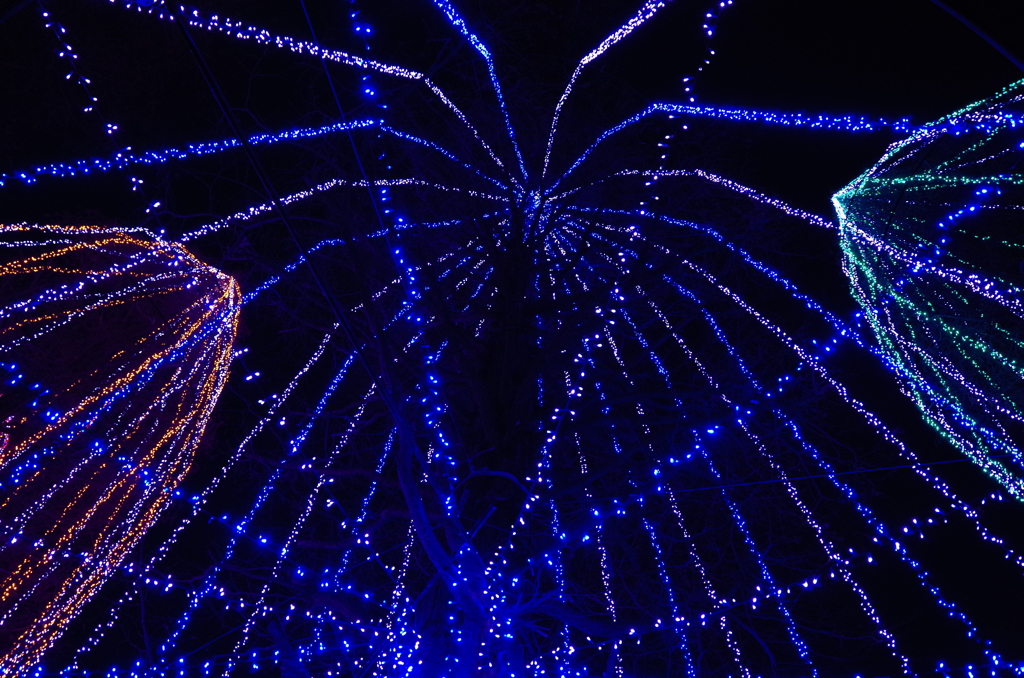 spiderweb