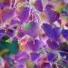 里山の紅葉-5