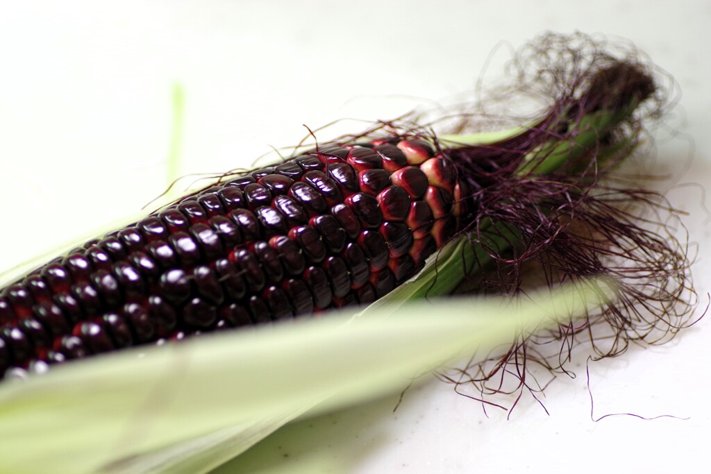 とうもろこし...大和ルージュ