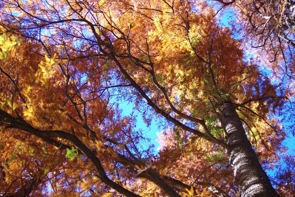 公園の紅葉-2 2025