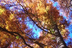 公園の紅葉-2 2025