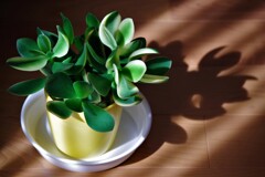 Light and shadow-470
