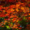 国上寺の紅葉-2