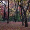 紅葉林-2016