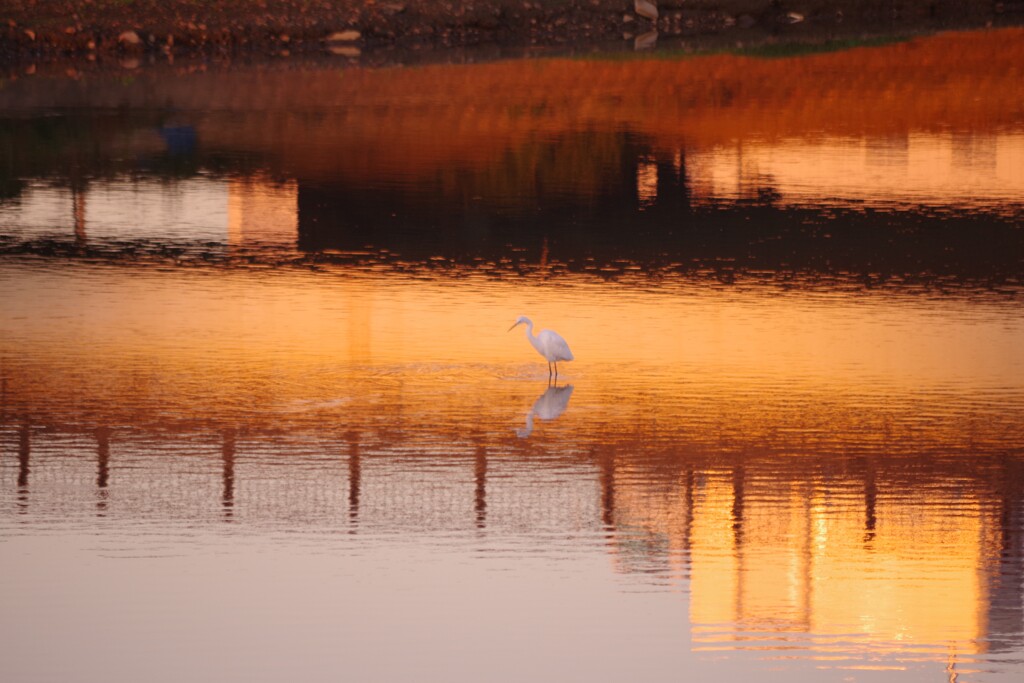 Reflection-259
