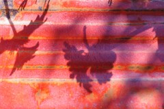 Light and shadow-368