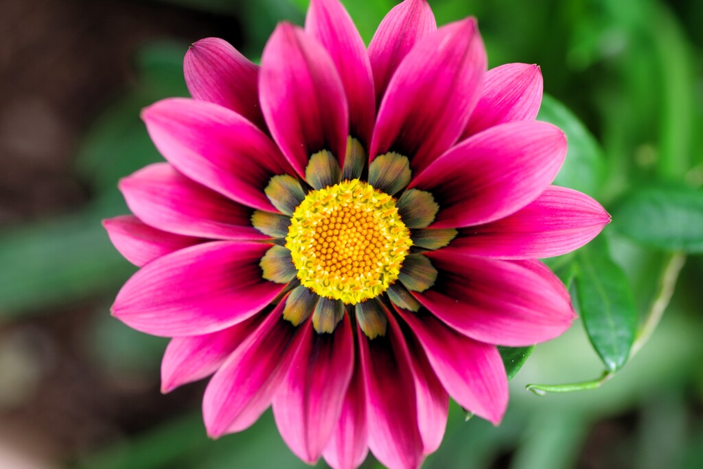 Gazania