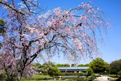 2024...日本庭園の春