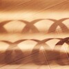 Light and shadow-885