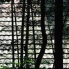 Light and shadow-406
