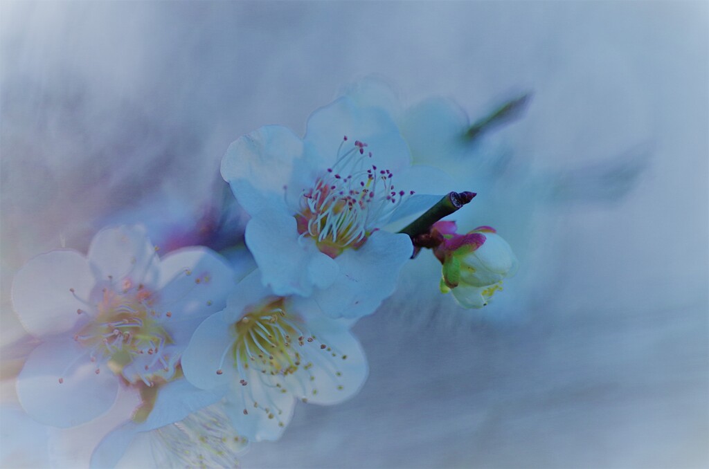 beauty and longevity