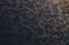 霜降りる