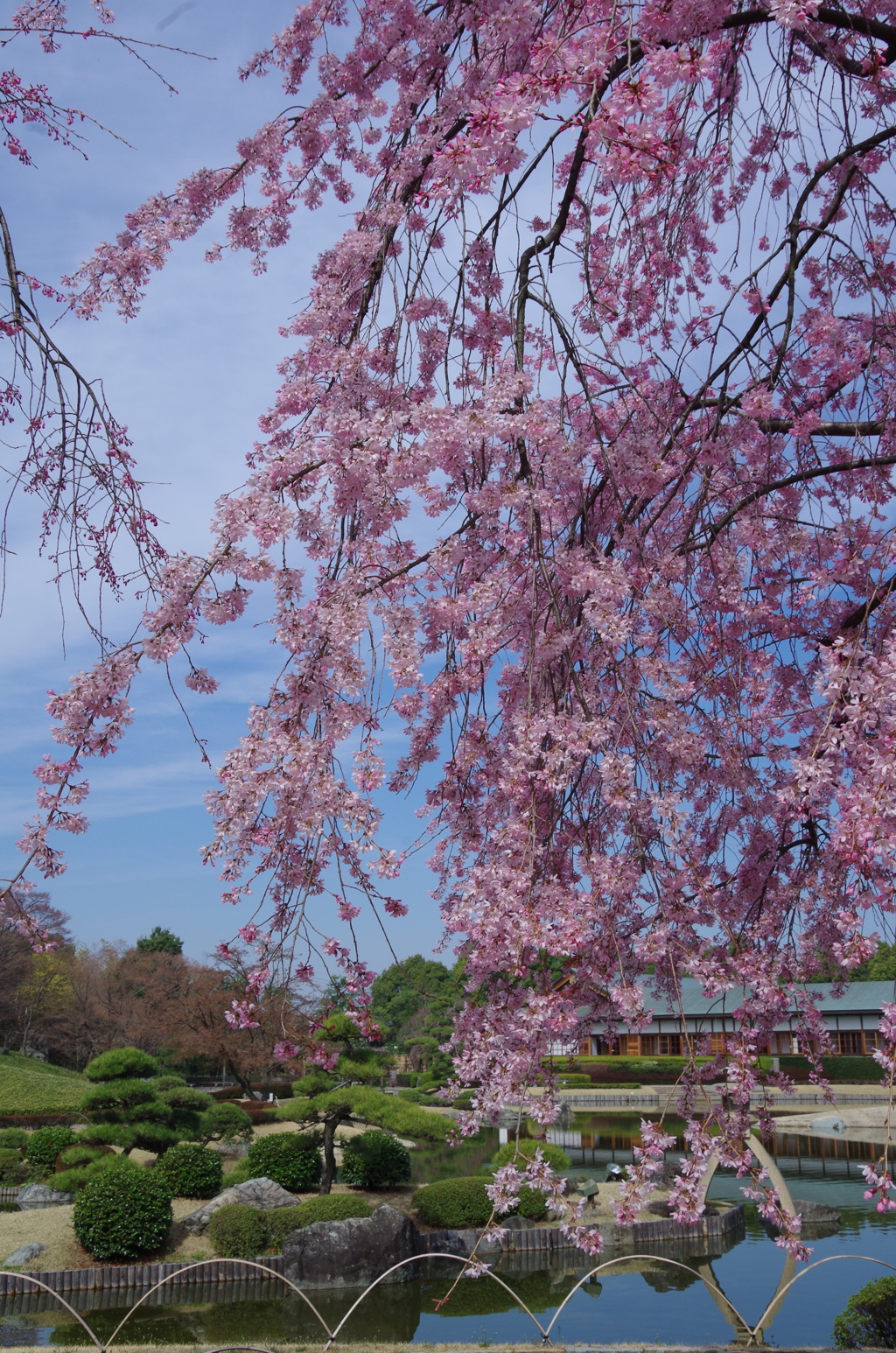 花田苑 春-2