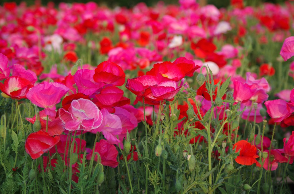 Poppy flower