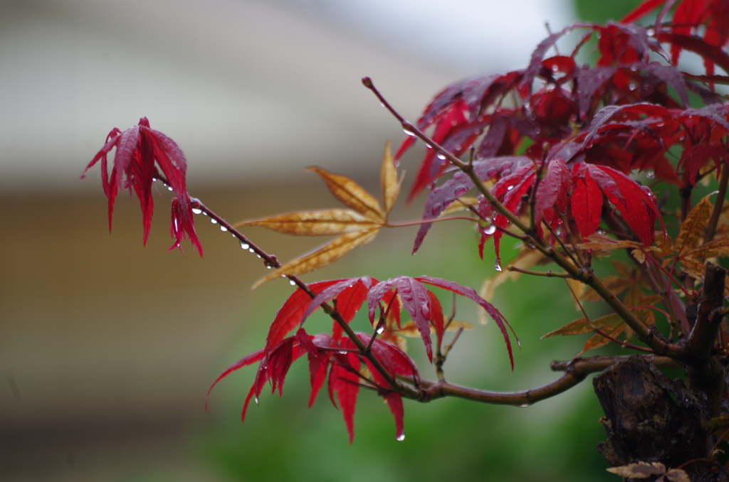 秋雨に濡れて…