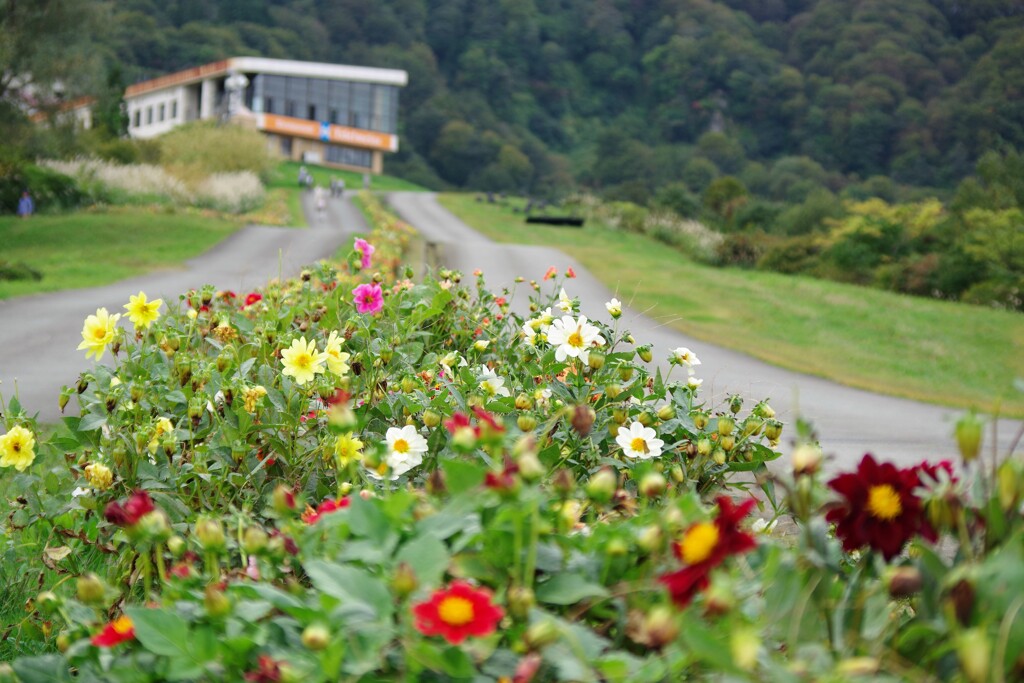 高原のflower road