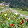 高原のflower road