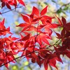 春の赤い葉を楽しむ-1