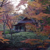 都内庭園　秋-5