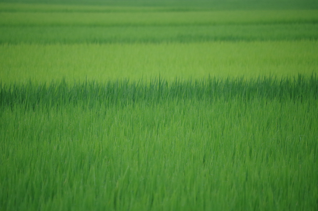 Green gradient