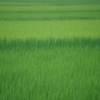 Green gradient