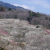 筑波山 梅林-1