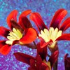 花言葉...秘めた恋