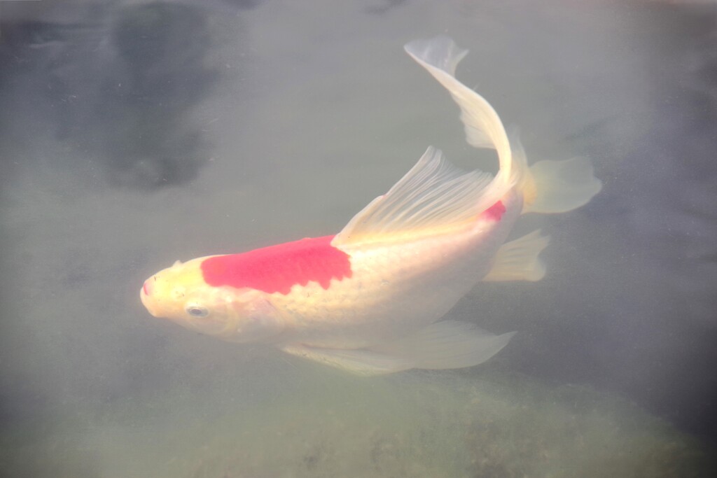 魚影