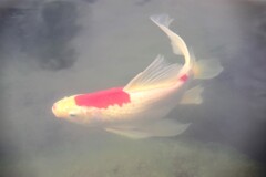 魚影