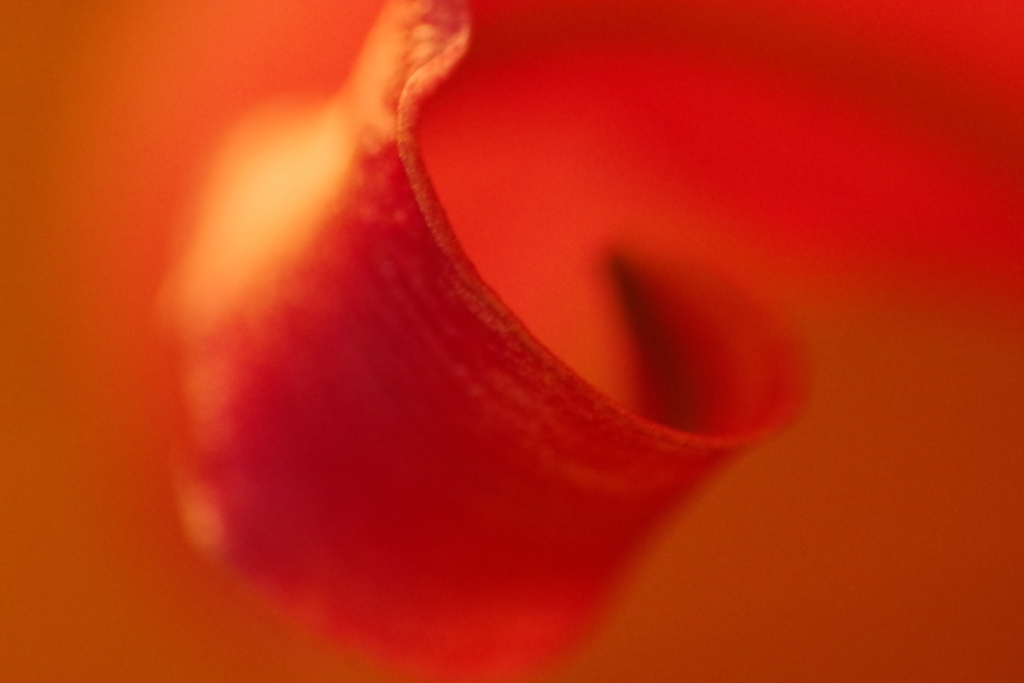 curl-2