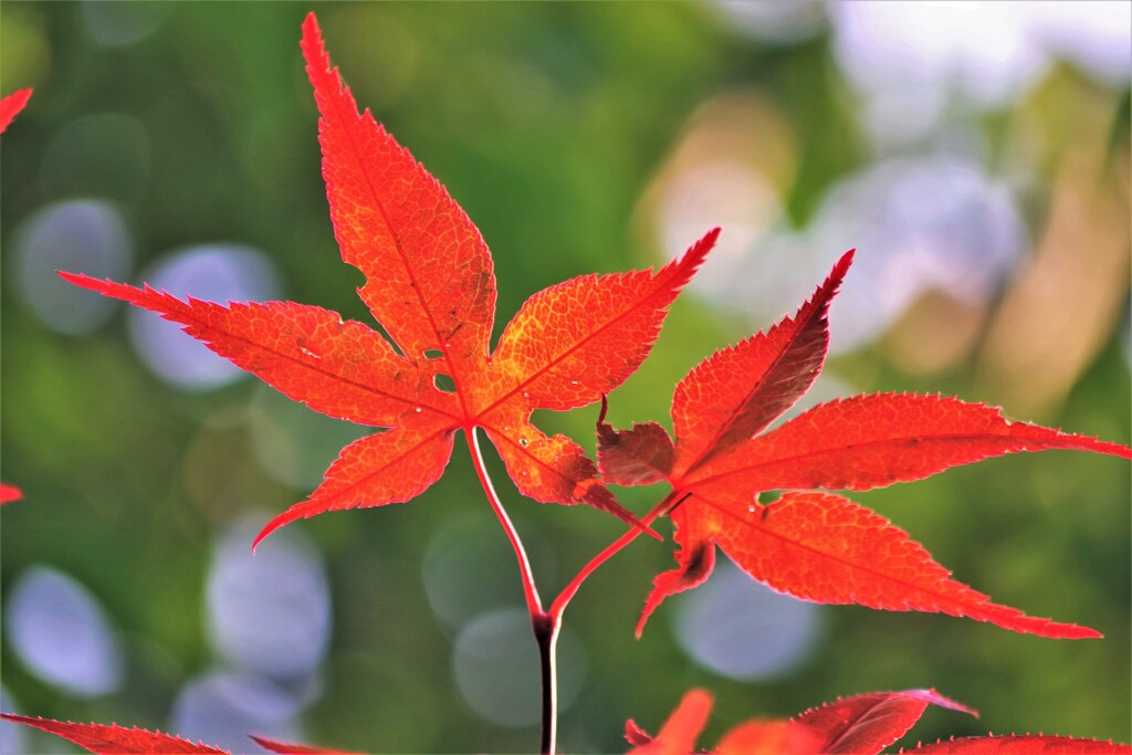 初夏の紅
