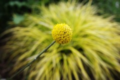 dot
