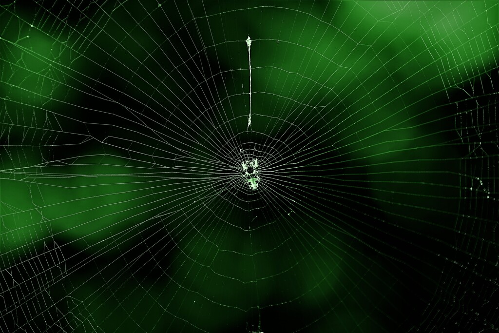 spider web
