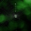 spider web