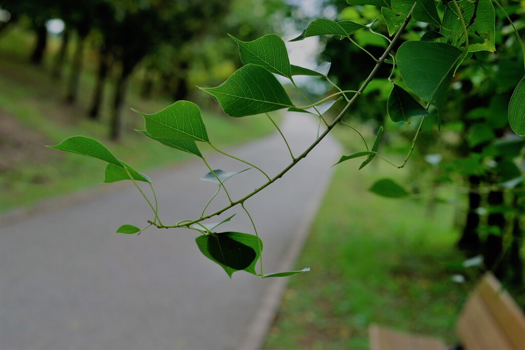 紅葉はまだまだ先…