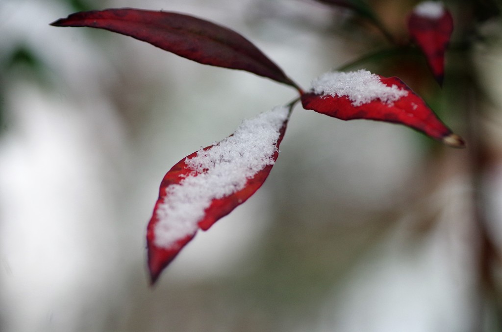雪砂糖