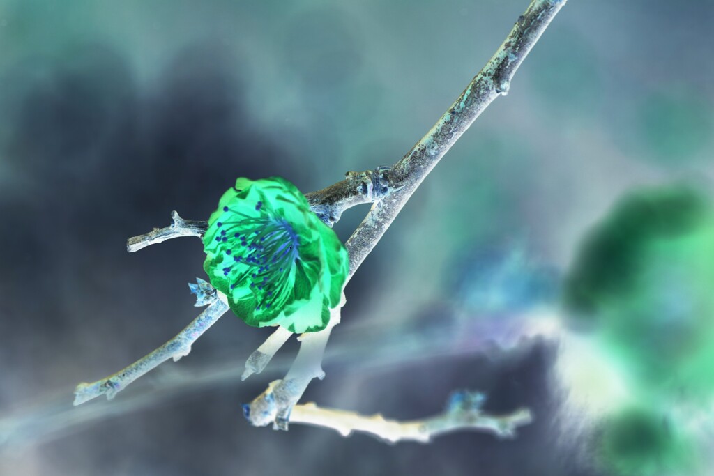 plum blossom art-2