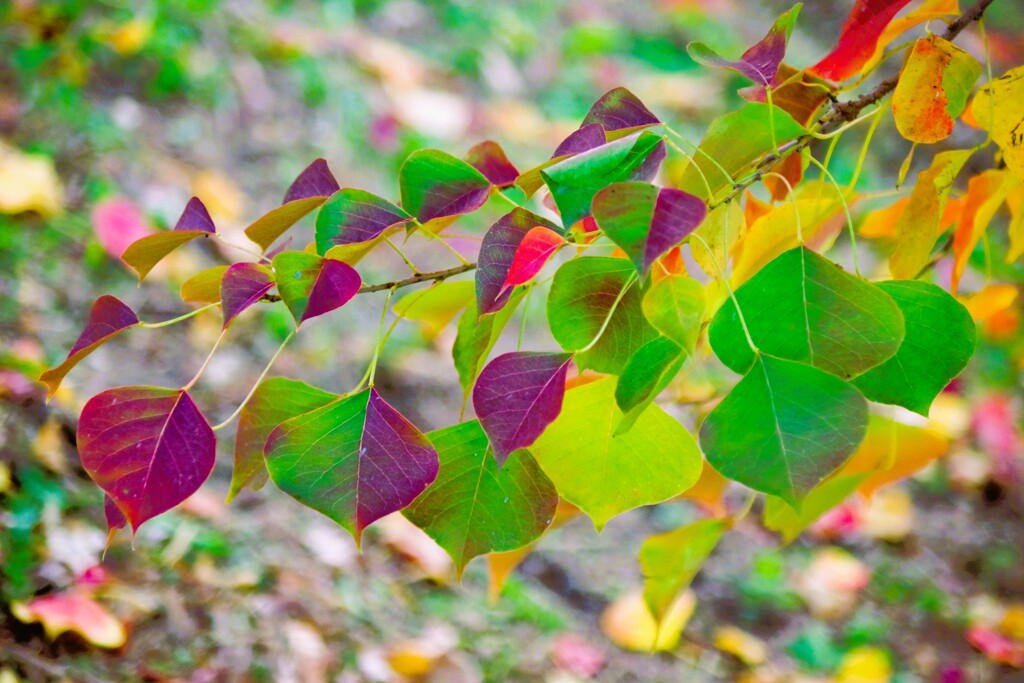 里山の紅葉2022-1