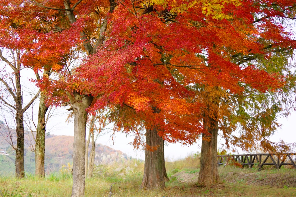 SAの紅葉