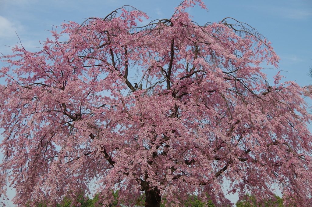 花田苑 春-1